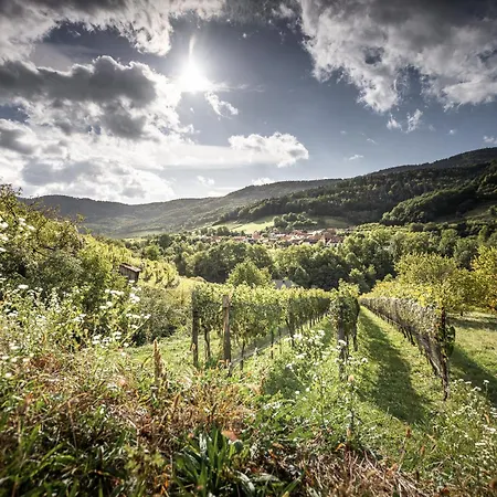 Riedenblick Spitz an der Donau