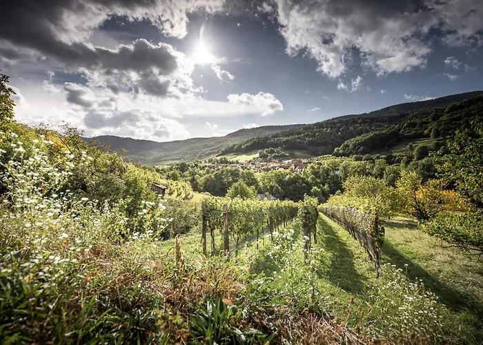 Riedenblick Spitz an der Donau